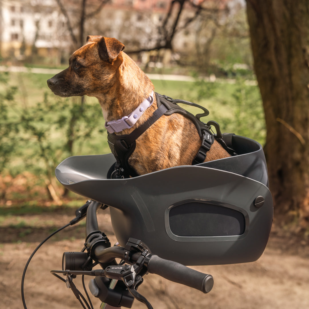 KVISP Hundefahrradsitz inkl. Gurt