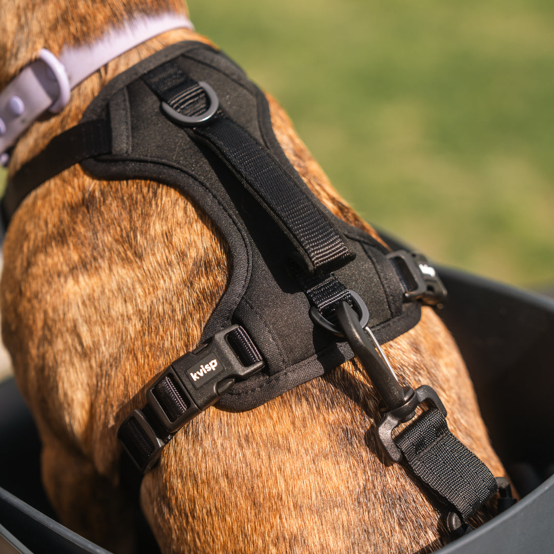 KVISP Hundefahrradsitz inkl. Gurt