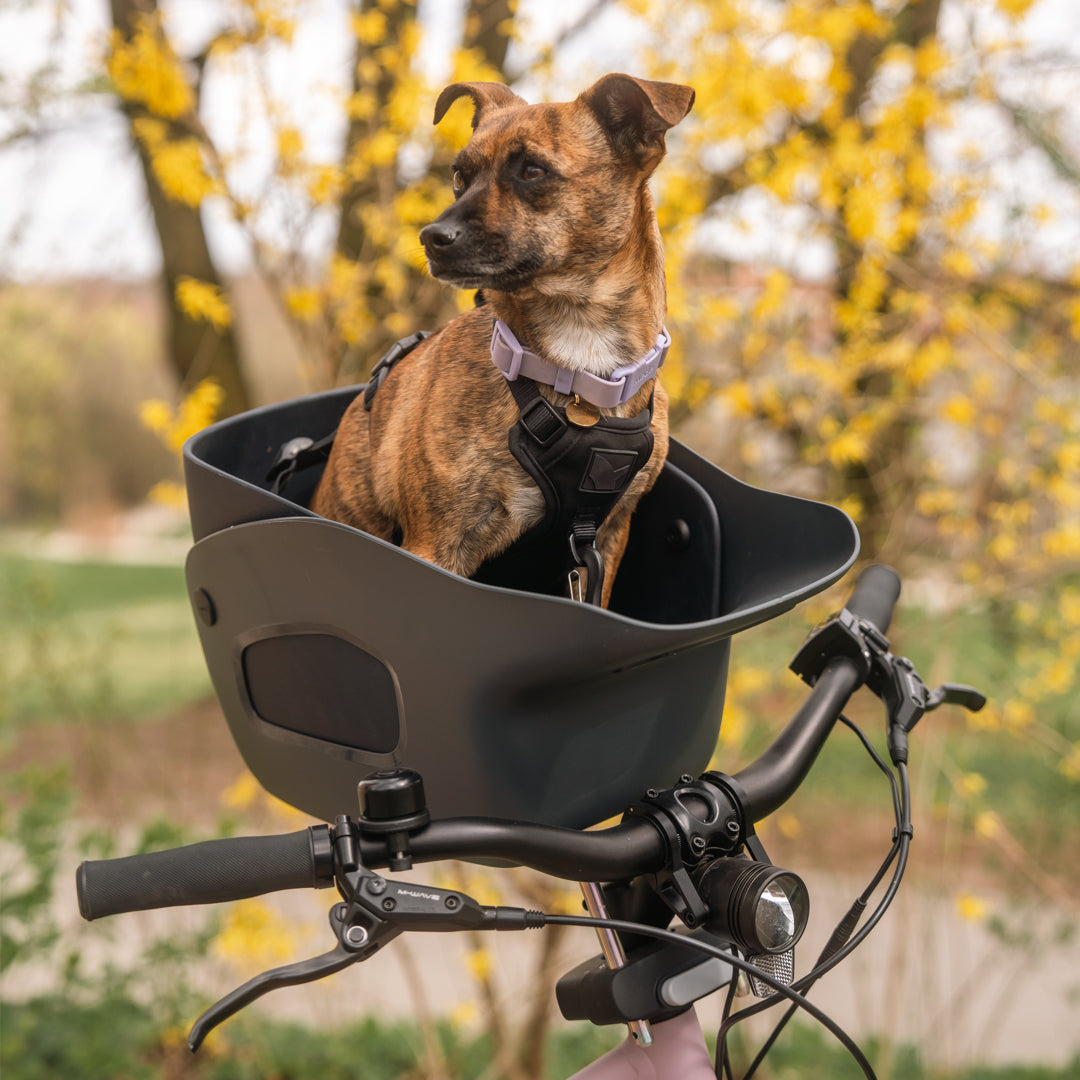 KVISP Hundefahrradsitz inkl. Gurt