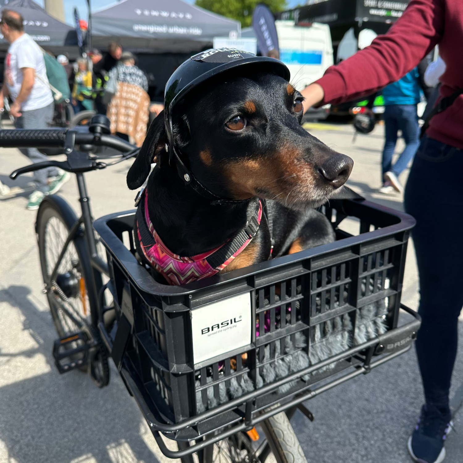 Dackel sitzt auf der Messe E-Bike Days in München im Fahrradkorb eines SUSHI BIKES